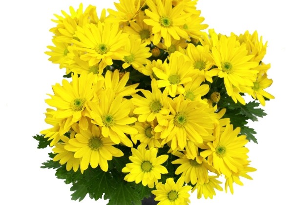 Chrysanthemum, vid. ziedu Pemba Yellow