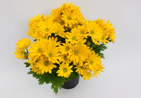 Chrysanthemum, vid. ziedu Pemba Gold