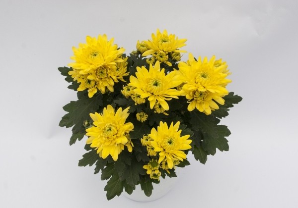 Chrysanthemum, vid. ziedu Cayman Yellow