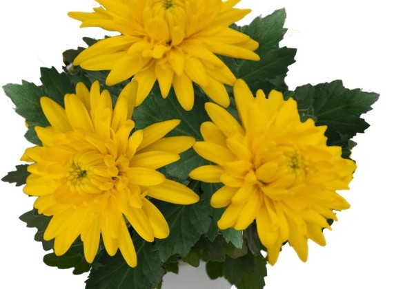 Chrysanthemum, vid. ziedu Cayman Yellow