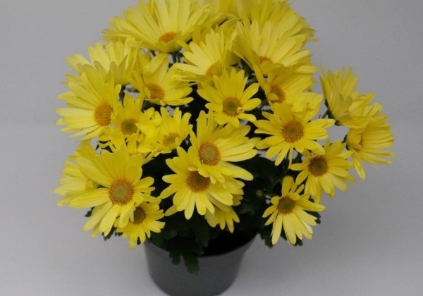Chrysanthemum, vid. ziedu Tamalu Yellow