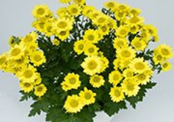 Chrysanthemum, vid. ziedu Ibiza Yellow