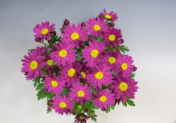 Chrysanthemum, vid. ziedu Pemba Purple