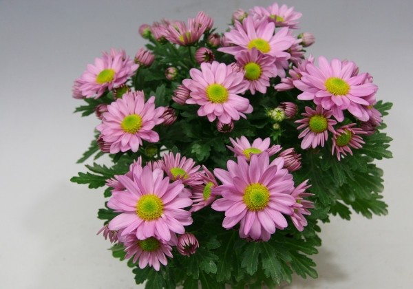Chrysanthemum, vid. ziedu Pemba Pink