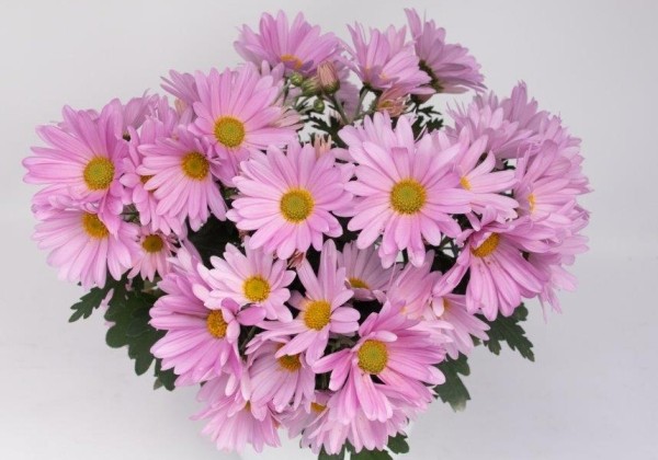 Chrysanthemum, vid. ziedu Tamalu Pink