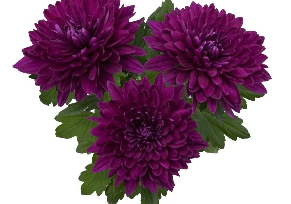 Chrysanthemum, vid. ziedu Vido Purple