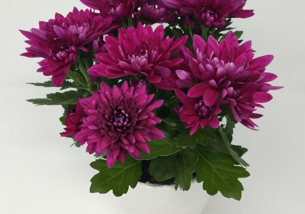 Chrysanthemum, vid. ziedu Vido Purple
