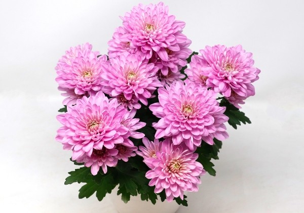 Chrysanthemum, vid. ziedu Samui