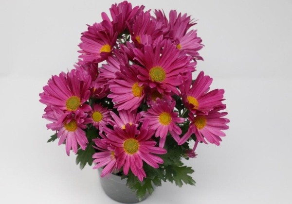Chrysanthemum, vid. ziedu Tamalu Purple