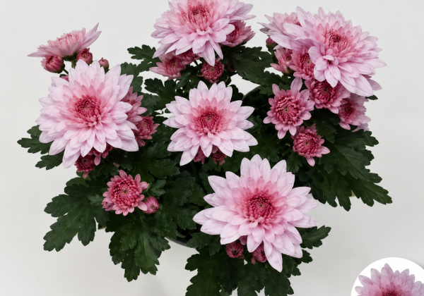Chrysanthemum, vid. ziedu Madura