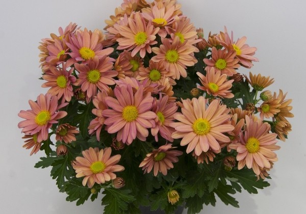 Chrysanthemum, vid. ziedu Pemba Apricot