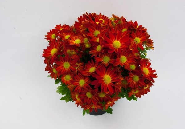 Chrysanthemum, vid. ziedu Pemba Red