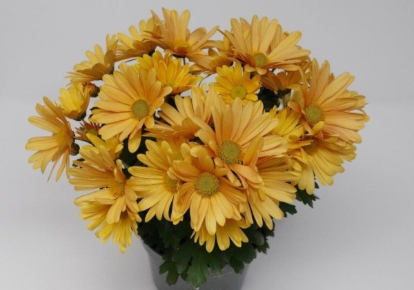 Chrysanthemum, vid. ziedu Tamalu Apricot