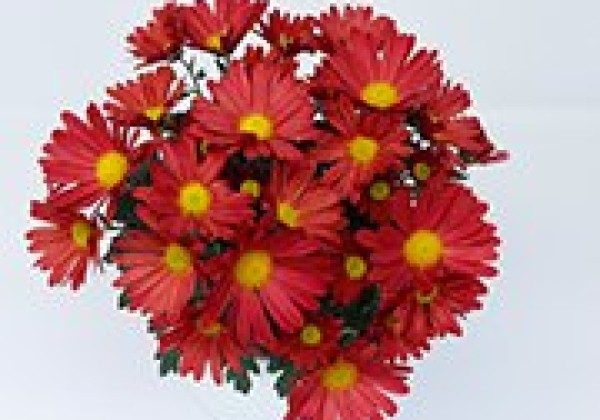 Chrysanthemum, vid. ziedu Tamalu Red