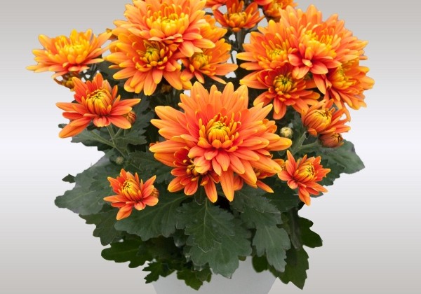 Chrysanthemum, vid. ziedu Cayman Orange