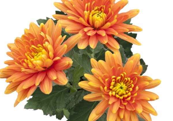 Chrysanthemum, vid. ziedu Cayman Orange