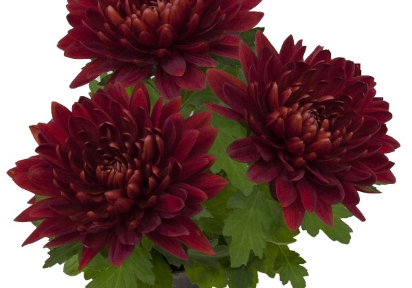 Chrysanthemum, vid. ziedu Vido Red