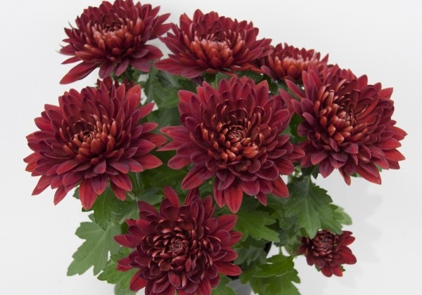 Chrysanthemum, vid. ziedu Vido Red