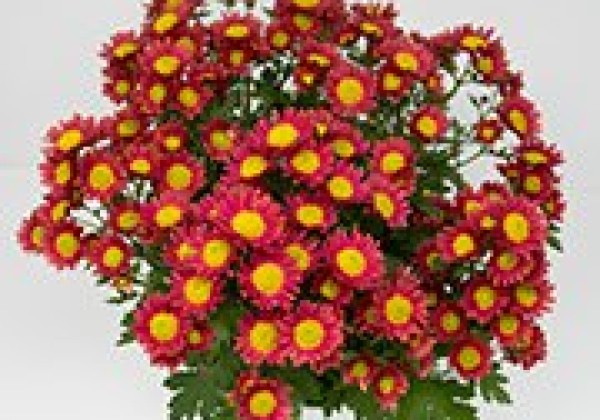Chrysanthemum, vid. ziedu Ibiza Red