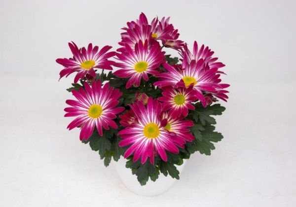 Chrysanthemum, vid. ziedu Trinidad