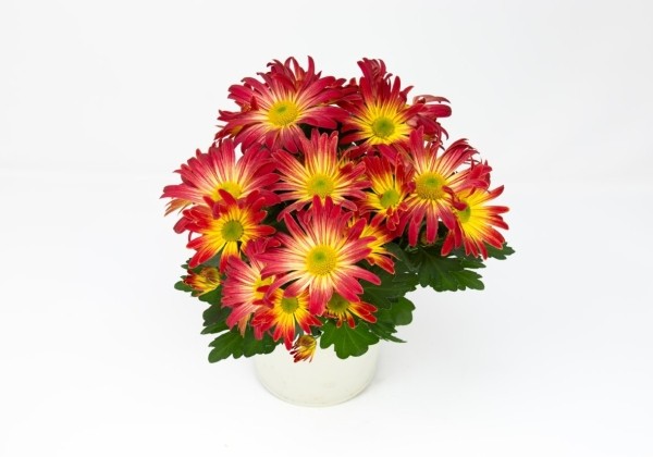 Chrysanthemum, vid. ziedu Trinidad Fire