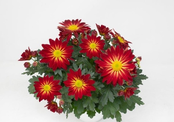 Chrysanthemum, vid. ziedu Kreta