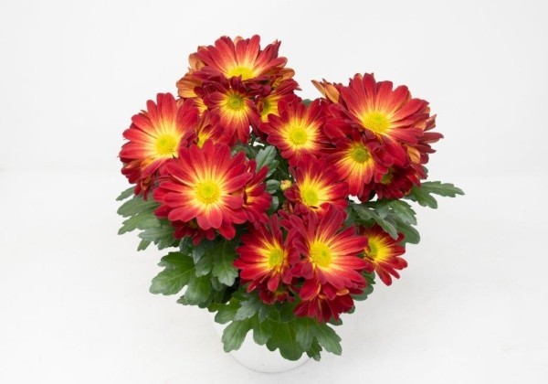 Chrysanthemum, vid. ziedu Arona