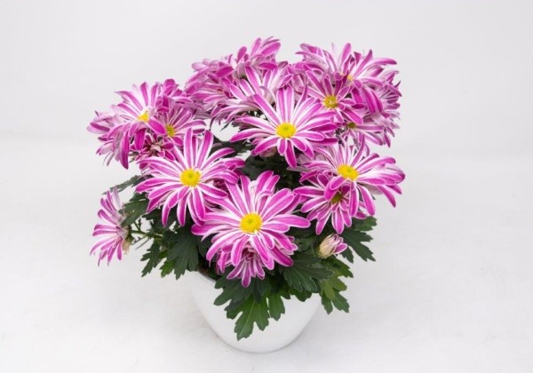 Chrysanthemum, vid. ziedu Borneo