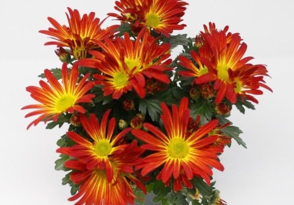 Chrysanthemum, vid. ziedu Naxos Fire