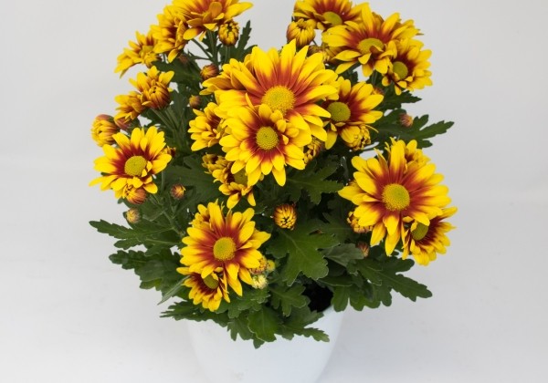 Chrysanthemum, vid. ziedu Catalina