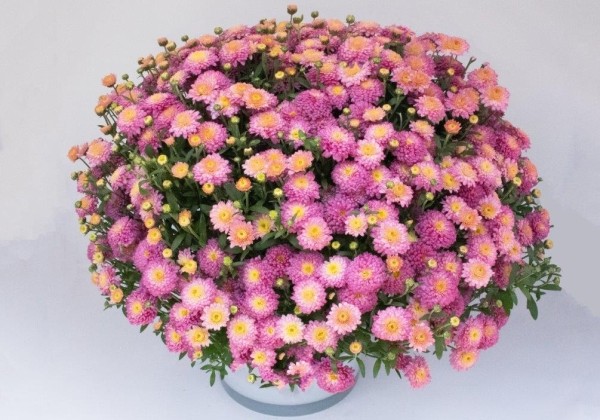 Chrysanthemum multiflora Brancookie