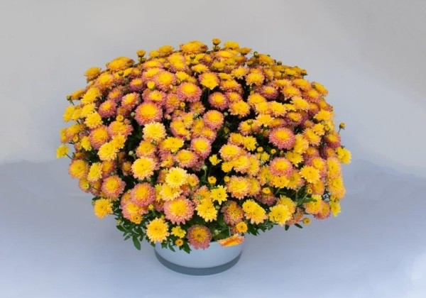 Chrysanthemum multiflora Bransugar