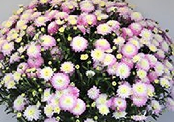 Chrysanthemum multiflora Brancandy