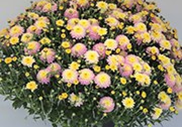 Chrysanthemum multiflora Branduo Sweet