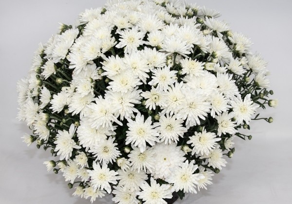 Chrysanthemum multiflora Branangel White