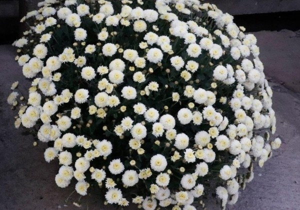 Chrysanthemum multiflora Brannobless White