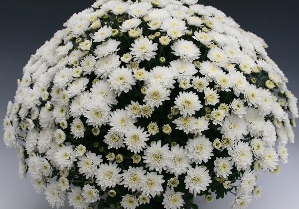 Chrysanthemum multiflora Branfountain White