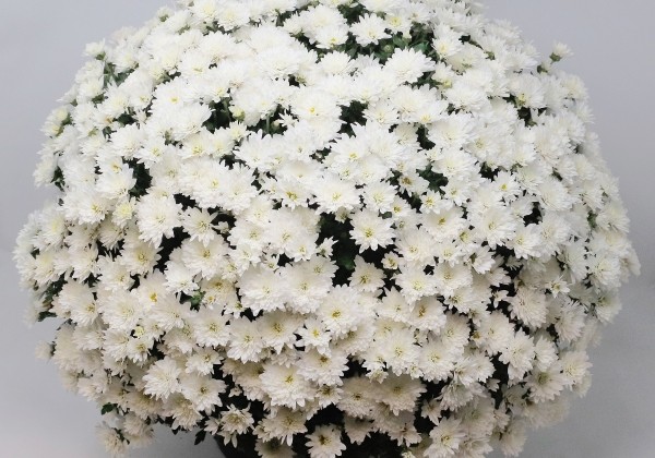 Chrysanthemum multiflora Branglobe White