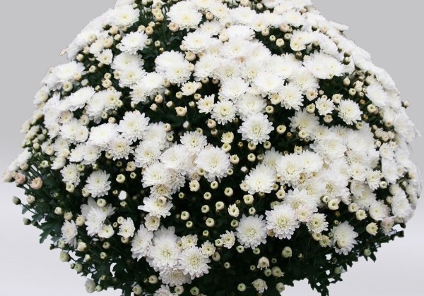 Chrysanthemum multiflora Branperfect Ice