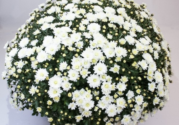 Chrysanthemum multiflora Bransmart White
