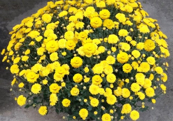 Chrysanthemum multiflora Brannobless Yellow