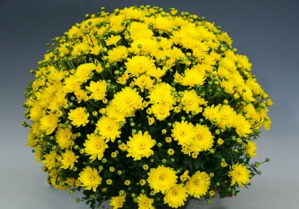 Chrysanthemum multiflora Bransound Yellow