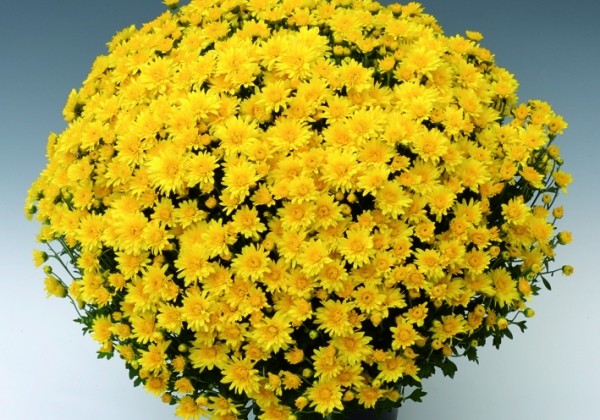 Chrysanthemum multiflora Branroyal Yellow