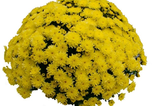 Chrysanthemum multiflora Branfountain Yellow
