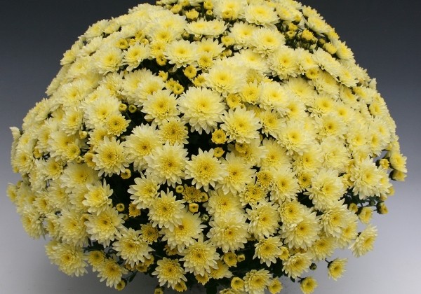 Chrysanthemum multiflora Branfountain Lemon
