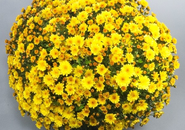 Chrysanthemum multiflora Branpetit Gold