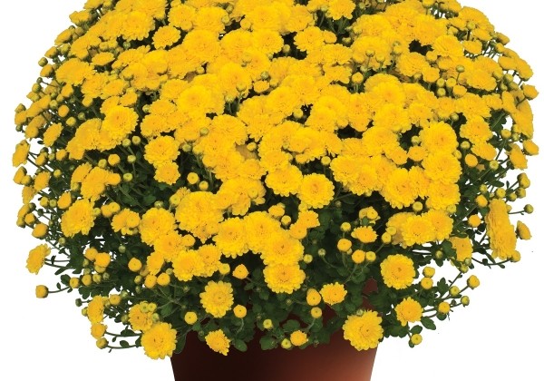 Chrysanthemum multiflora Gigi Yellow