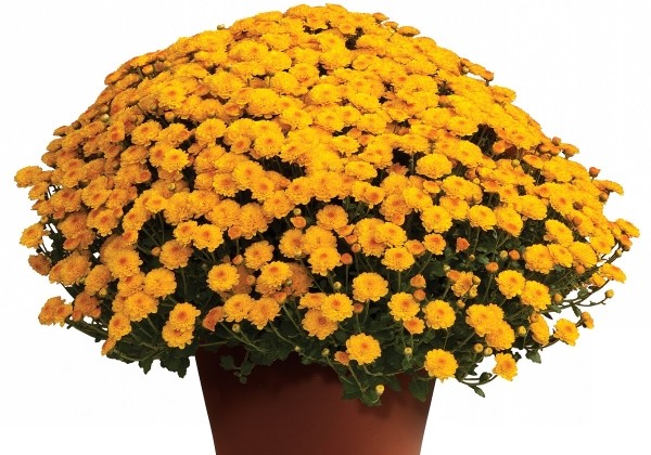 Chrysanthemum multiflora Gigi Gold