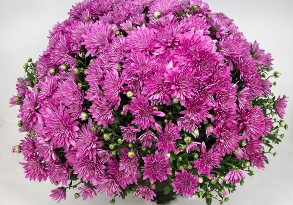 Chrysanthemum multiflora Branangel Pink