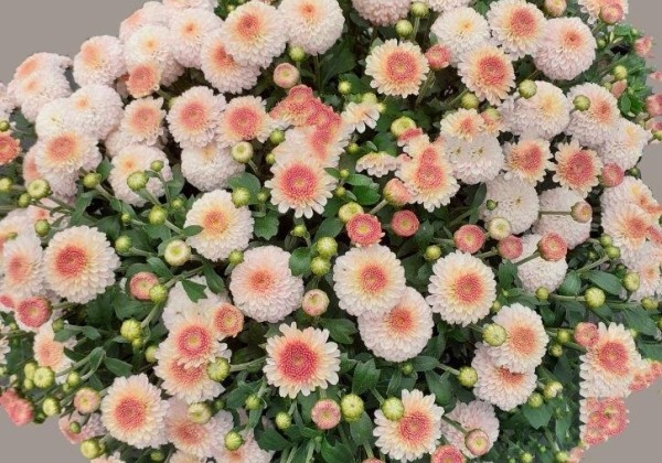 Chrysanthemum multiflora Brannobless Blush Pink